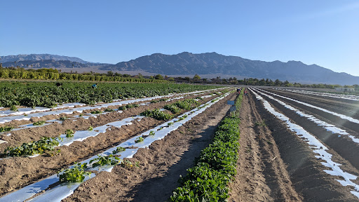 Pick your own farm produce North Las Vegas