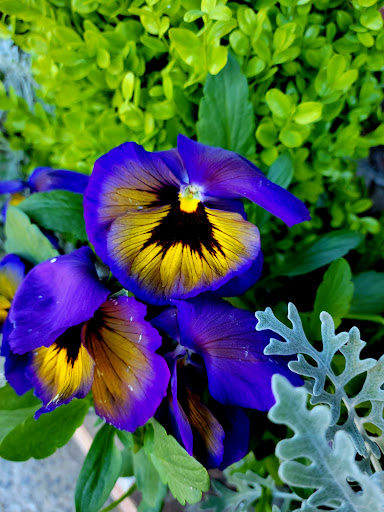 Florist «Maple Valley Buds and Blooms», reviews and photos, 23220 Maple Valley Black Diamond Rd SE #11, Maple Valley, WA 98038, USA