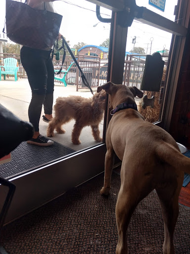 Canine Cafe Charlotte