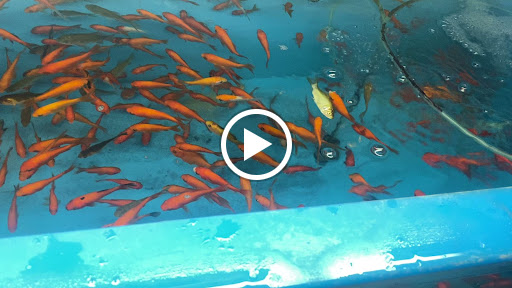 Pet Supply Store «PetSmart», reviews and photos, 2920 Little Rd, Trinity, FL 34655, USA