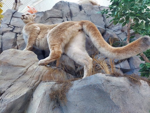 Sporting Goods Store «SCHEELS», reviews and photos, 1850 Adams St, Mankato, MN 56001, USA