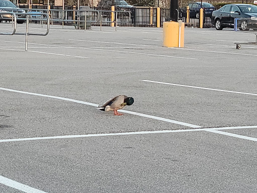 Department Store «Walmart Supercenter», reviews and photos, 100 THF Blvd, Chesterfield, MO 63005, USA