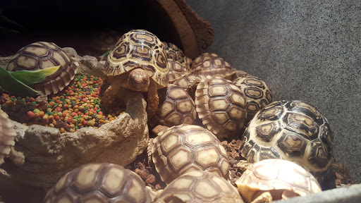 Pet Store «Exotic Pets», reviews and photos, 2410 N Decatur Blvd #160, Las Vegas, NV 89108, USA
