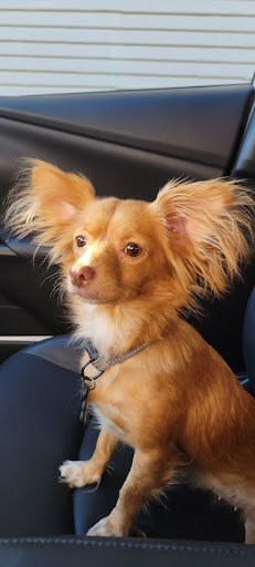 Pet Food Express image