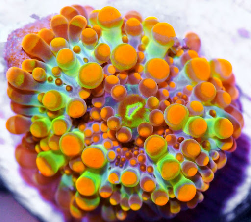 Pet Supply Store «Pacific East Aquaculture», reviews and photos, 107 School St, Mardela Springs, MD 21837, USA