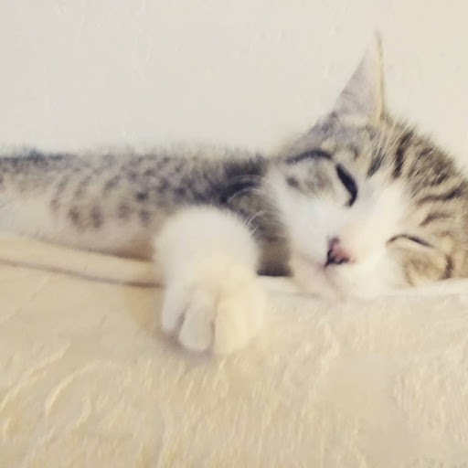 Pet Supply Store «PetSmart», reviews and photos, 4240 S Mooney Blvd, Visalia, CA 93277, USA