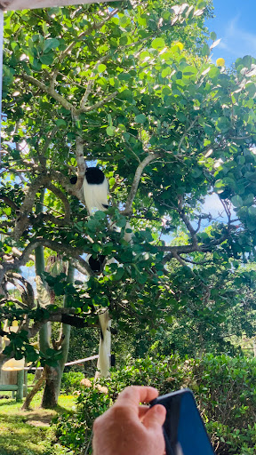 Zoo «Naples Zoo at Caribbean Gardens», reviews and photos, 1590 Goodlette-Frank Rd, Naples, FL 34102, USA