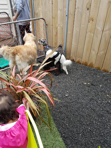 Pucci DayCare For Dogs - Lower Hutt