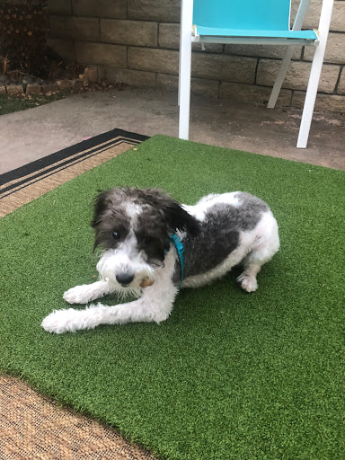 Fetch Pet Care of Santa Clarita Valley image