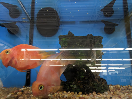 Pet Supply Store «Pet Supplies Plus», reviews and photos, 1240 Seminole Trail, Charlottesville, VA 22901, USA