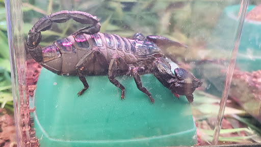 Pet Supply Store «PetSmart», reviews and photos, 367 Mt Hope Ave, Rockaway, NJ 07866, USA