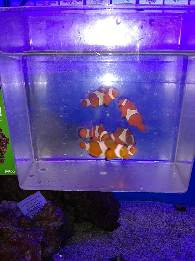 Pet Supply Store «Petco Animal Supplies», reviews and photos, 3454 Palmer Dr #7a, Cameron Park, CA 95682, USA