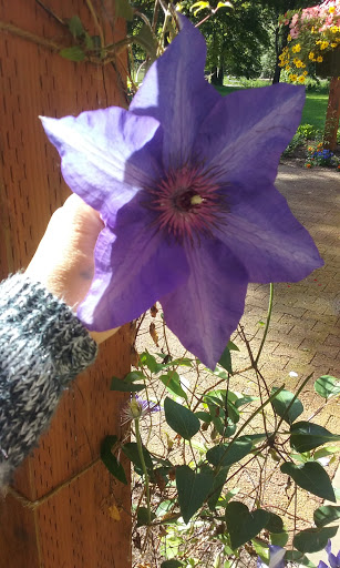 Park «Island Park», reviews and photos, 200 W B St, Springfield, OR 97477, USA