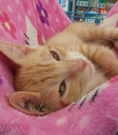 Pet Supply Store «Pet Supermarket», reviews and photos, 5000 Clyde Morris Blvd, Port Orange, FL 32127, USA