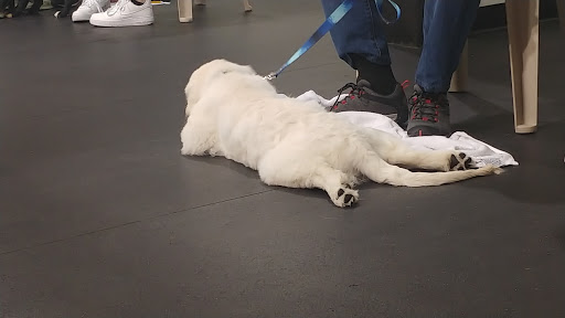 Dog Trainer «Awesome Dawgs Dog Training LLC», reviews and photos, 3052 Pricetown Rd, Temple, PA 19560, USA