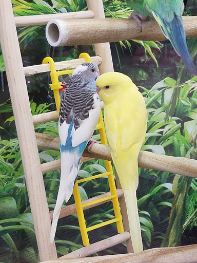 Grocery Store «ALDI», reviews and photos, 1128 S Main St, Englewood, OH 45322, USA