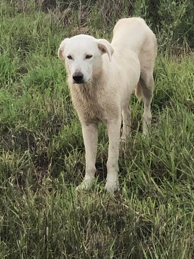 Animal Shelter «SPCA of Brazoria County», reviews and photos
