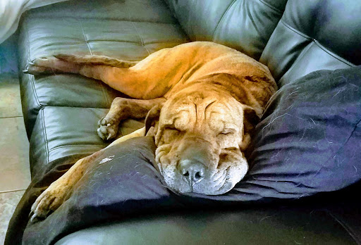 Pet Store «Pet Supermarket», reviews and photos, 9798 Glades Rd, Boca Raton, FL 33434, USA