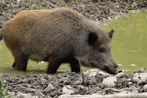 Wildschweine image