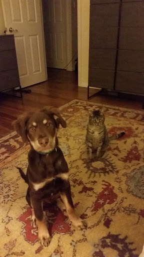 Pet Supply Store «PetSmart», reviews and photos, 1110 NY-112, Port Jefferson Station, NY 11776, USA