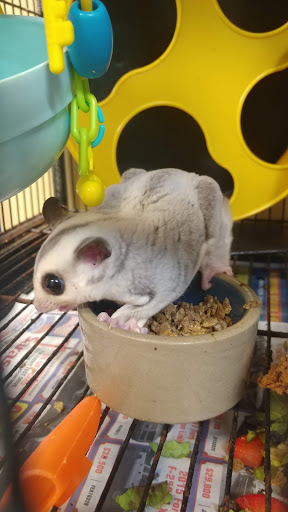 Pet Store «A Family Pet Center», reviews and photos, 6230 N Lockwood Ridge Rd, Sarasota, FL 34243, USA