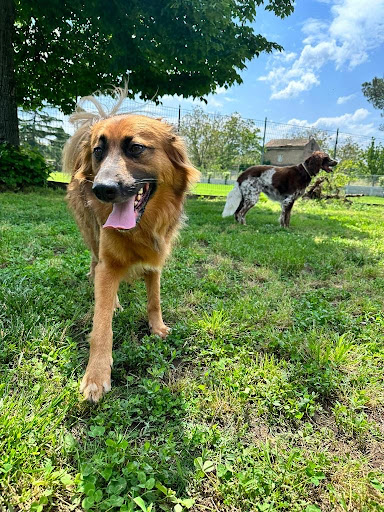 Pensioni per cani e dog hotel a Dogland Centro Cinofilo