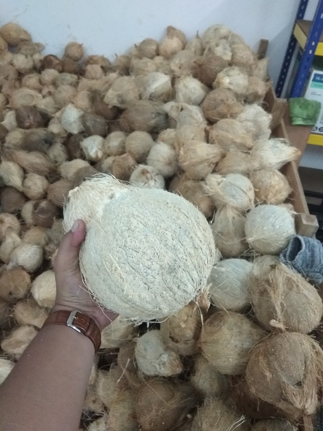 Muda pembekal kelapa Agriculture at