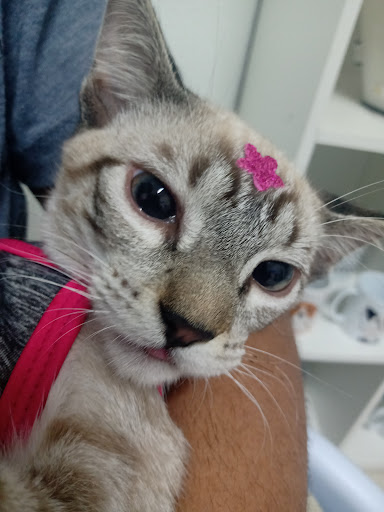 Operação Animal - Equipe de Castração em Campinas - SP