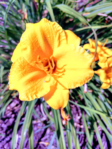 American Restaurant «Cracker Barrel Old Country Store», reviews and photos, 2858 N Glenstone Ave, Springfield, MO 65803, USA