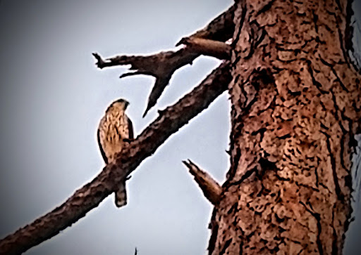 Tourist Attraction «Forever Florida», reviews and photos, 4755 North Kenansville Road, St Cloud, FL 34773, USA