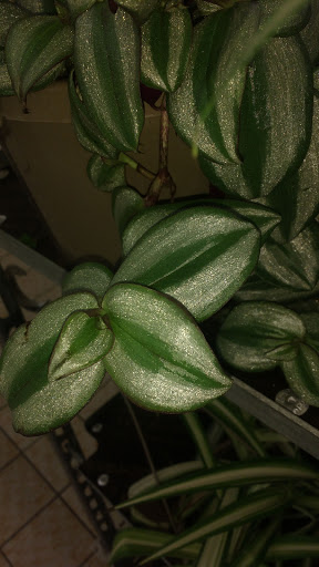 Supermarket «ALDI», reviews and photos, 9779 E US Hwy 36, Avon, IN 46123, USA