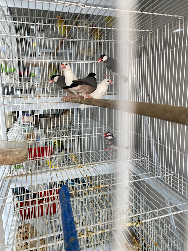 عالم الكروان للطيور والحيوانات الاليفه 