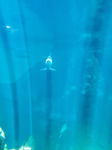 Aquarium «Clearwater Marine Aquarium», reviews and photos, 249 Windward Passage, Clearwater, FL 33767, USA