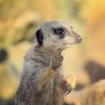 Photo n° 12 de l'avis de Daniel.e fait le 18/02/2024 à 10:06 pour ZooParc de Beauval à Saint-Aignan