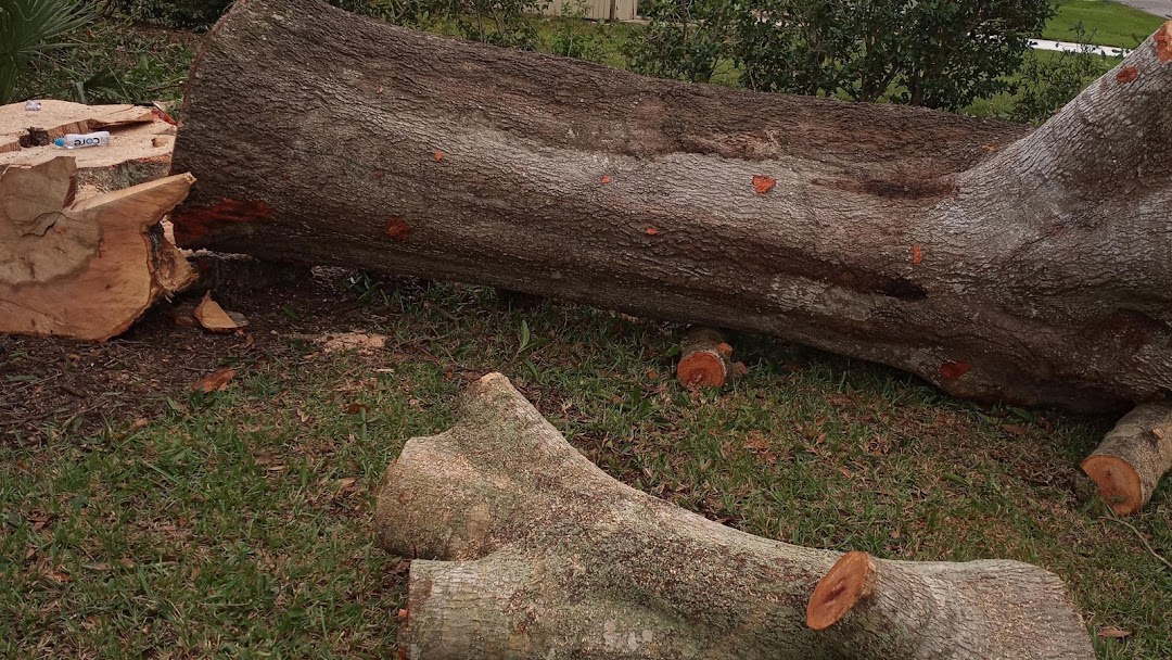 Timber down tree service