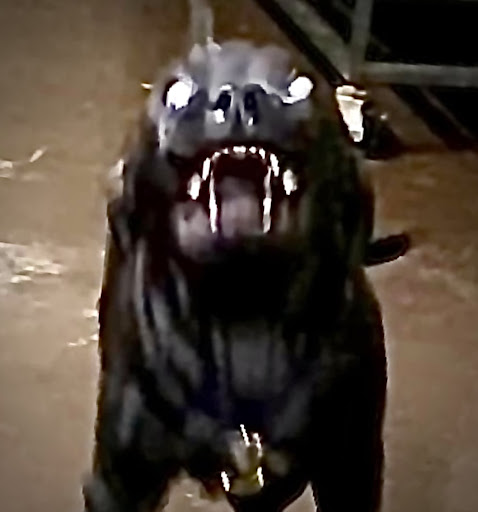 Pet Supply Store «Ace Pet Supply & K-9 Center Inc», reviews and photos, 206 Vanderpool St, Newark, NJ 07114, USA