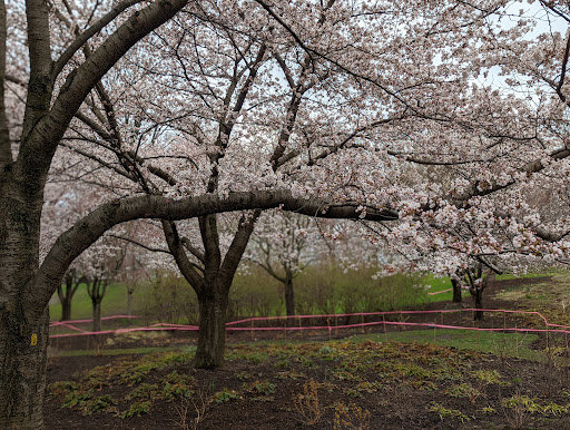 Park «Branch Brook Park», reviews and photos, Lake St & Park Avenue, Newark, NJ 07104, USA