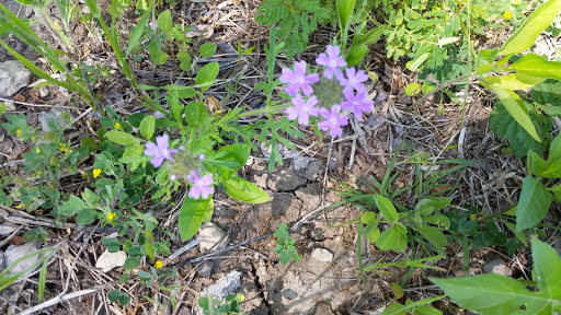 Park «Quanah Parker Park», reviews and photos, 5401 Randol Mill Rd, Fort Worth, TX 76103, USA