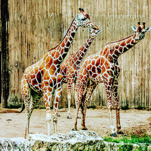 Zoo «Sedgwick County Zoo», reviews and photos, 5555 Zoo Boulevard, Wichita, KS 67212, USA