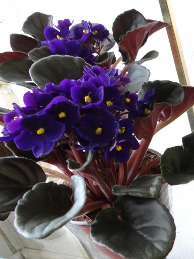 Florist «Flowers By Carla», reviews and photos, 4016 National Rd W, Richmond, IN 47374, USA