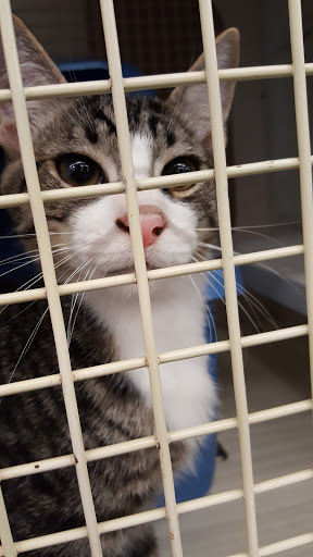 Pet Supply Store «Petco Animal Supplies», reviews and photos, 2565 NE 10th Ct, Homestead, FL 33035, USA