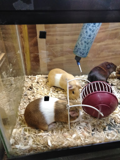 Pet Supply Store «Buckles Feed Depot & Pet Supply», reviews and photos, 220 S 4th St, Lafayette, IN 47901, USA