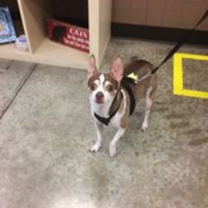 Pet Store «All Pet & Equine Supply», reviews and photos, 40 Plaza Way #380, Mountain Home, AR 72653, USA