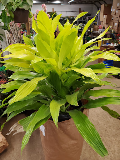 Florist «Sieck-Wright Floral Products», reviews and photos, 231 Monmouth St, Hightstown, NJ 08520, USA