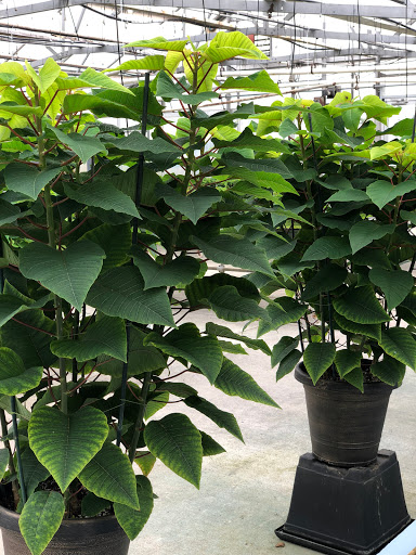 Garden Center «H J Benken Florist & Garden», reviews and photos, 6000 Plainfield Rd, Cincinnati, OH 45213, USA