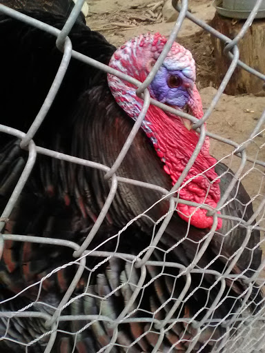 Zoo «3 Palms Zoo & Education Center», reviews and photos, 924 Blackbird Forest Rd, Clayton, DE 19938, USA