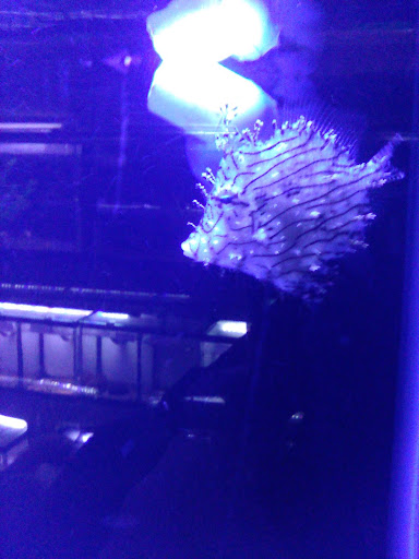 Tropical Fish Store «Best Fish», reviews and photos, 1335 N Doctor M.L.K. Dr, Milwaukee, WI 53212, USA