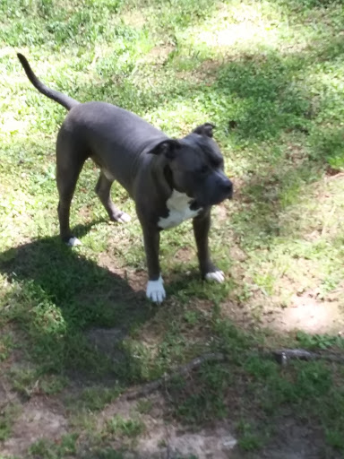 Pet Supply Store «Pet Supermarket», reviews and photos, 3821 S Cobb Dr, Smyrna, GA 30080, USA