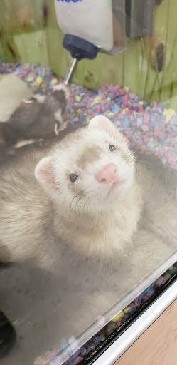 Pet Supply Store «Petco Animal Supplies», reviews and photos, 777 Stillwater Ave, Bangor, ME 04401, USA