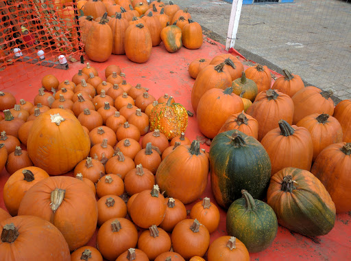 Pumpkin Patch «ABC Tree Farms & Pick of the Patch Pumpkins», reviews and photos, 803 W El Camino Real, Sunnyvale, CA 94087, USA